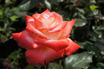 Camelia bianca imperatrice immagini e fotografie stock ad alta risoluzione  - Alamy