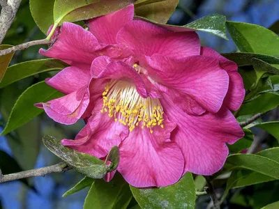 PHOTO - CAMELLIA collection of TOMas Rodak for sale | TOMs FLOWer CLUB –  tomsflowerclub.ch