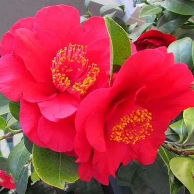 Camellia japonica 'Virginia Franco', Камелия японская 'Вирджиния Франко'