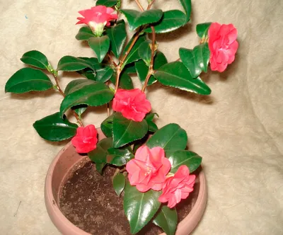 Camellia japonica - Камелия японская (вариегатная) - купить семена на  Tropics Seeds.