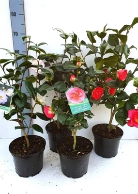 Камелия Японская (Camellia japonica) 50 см - купить в Минске с доставкой,  цена и фото в интернет-магазине Cvetok.by