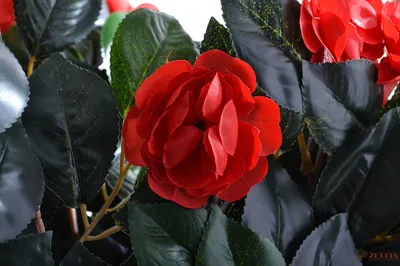 Ветка Камелии красная - купить в Москве | Интернет-магазин искусственных  растений Zeltta