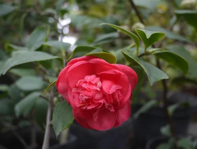 Камелии : Camellia japonica Freedom Bell — Камелия японская Freedom Bell
