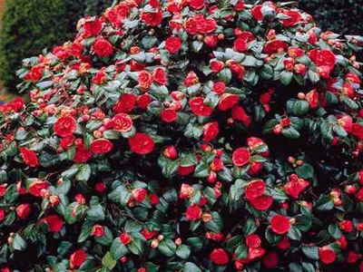 Искусственное растение - Камелия красная, цена 81 руб., артикул 22456-1