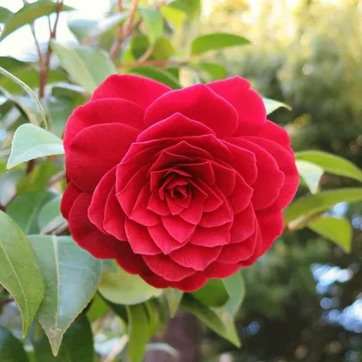 Camellia japonica 'Virginia Franco', Камелия японская 'Вирджиния Франко'