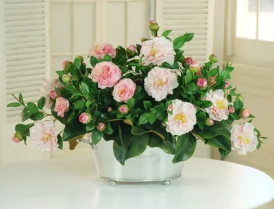 Камелия цветок/Саженец камелии - купить с доставкой по выгодным ценам в  интернет-магазине OZON (1047180052)