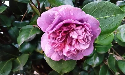 Camellia japonica, Камелия японская