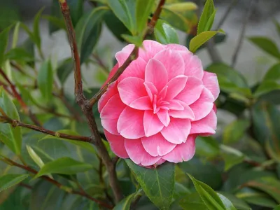 Камелия японская (Camellia japonica) полуштамб 18л - Сочинский питомник  декоративных растений