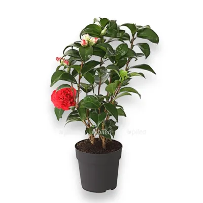 Комнатное растение Камелия (Camelia) | Bonsai tree, Bonsai flower, Cherry  blossom bonsai tree