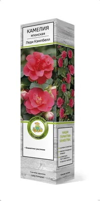 Коллекции растений ЦСБС СО РАН - Camellia japonica L. – Камелия японская