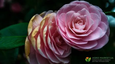 Уход за камелией: как ухаживать за камелией в домашних условиях |  Agro-Market