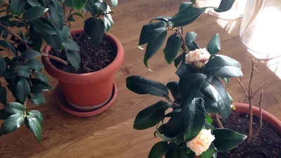 Купить цветы для офиса Искусственное растение Камелия Японика, высота - 150  см в магазине ARTPLANTS с доставкой по Москве