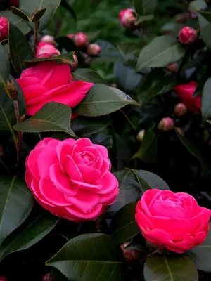 Японская Камелия: Описание, Сорта, Уход (100+ Фото) +Отзывы | Camellia  plant, Bonsai flower, Flower garden