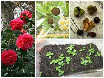Растения и натуральная косметика : 15 самых красивых цветущих растений:  камелия японская.