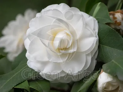 Камелия — Camellia описание и уход на FloralWorld.ru