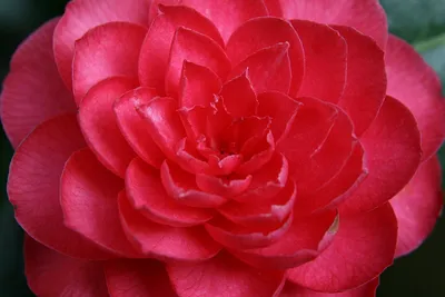 Камелия — Camellia описание и уход на FloralWorld.ru