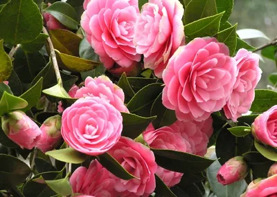 Camellia japonica - Камелия японская (вариегатная) - купить семена на  Tropics Seeds.