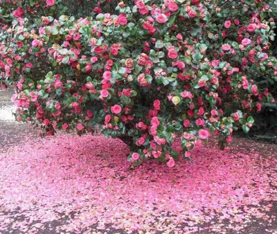 Цветы в саду камелии Japonica. Стоковое Фото - изображение насчитывающей  садовничать, декоративно: 206272864