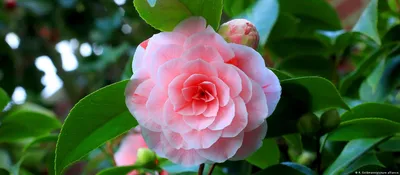 Необыкновенно красивый цветок в саду - роскошная камелия | Ландшафтный  дизайн | Дзен