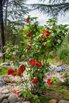 Камелии : Camellia japonica Debbie-Камелия японская Debbie