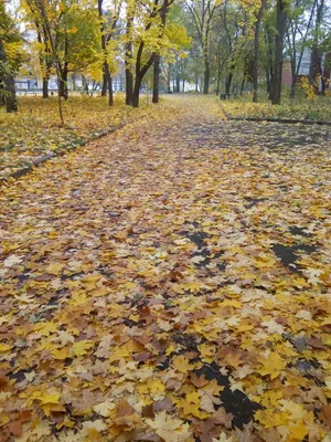 Аренда - Сухой склад, 3013 кв.м., г. Каменка - WareTeka