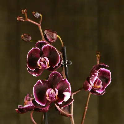 Каменная роза орхидея фото фотографии