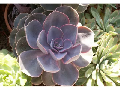 Echeveria or a stone rose. Bloom! - YouTube