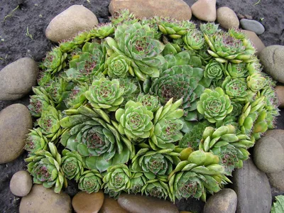 Эхеверия - Echeveria. Уход за каменной розой, описание вида, выращивание