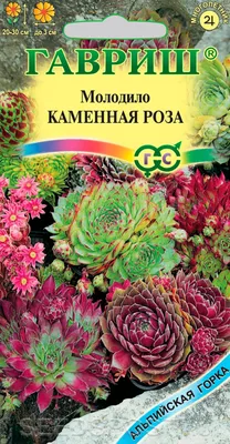 Молодило паутинистое №7 – Дачные-цветы.рф | Кустарники и цветы многолетние