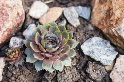 Молодило (Каменная роза) №133 / Sempervivum'Ponderosa'. Саженцы. Контейнер  0,3 л.: продажа, цена в Харьковской области. Рассада и саженцы цветов от  \"Сад в радость\" - 1441621429