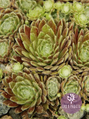 Молодило (Каменная роза) №65 (Мо Хорси) / Sempervivum'More Horsy'. Саженцы.  Контейнер 0,3 л. (ID#1442930715), цена: 60 ₴, купить на Prom.ua