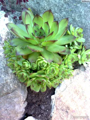 Молодило (Каменная роза) №7 (Архенатум) / Sempervivum'Arhenatum'. Саженцы.  Контейнер 0,3 л.: продажа, цена в Харьковской области. Рассада и саженцы  цветов от \"Сад в радость\" - 1441548838