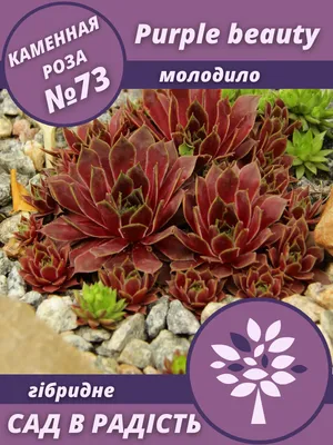 Молодило (Каменная роза) №154 / Sempervivum. Саженцы. Контейнер 0,3 л.  (ID#1441621430), цена: 45 ₴, купить на Prom.ua