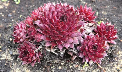 Молодило (Каменная роза) №96 / Sempervivum. Саженцы. Контейнер 0,3 л.  (ID#1442930718), цена: 45 ₴, купить на Prom.ua