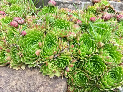 Молодило гибридное (Каменная роза) №73 (Перпл Бьюти) / Sempervivum Hybridum  'Purple beauty'. Саженцы.: продажа, цена в Харьковской области. Рассада и  саженцы цветов от \"Сад в радость\" - 1441621418