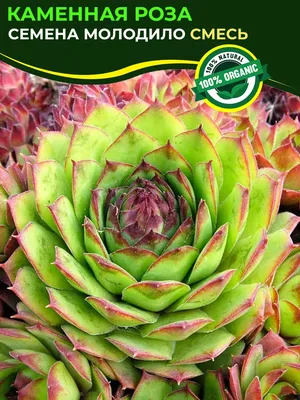 Молодило гибридное №2 (Sempervivum, семпервивум, живучка, каменная роза)