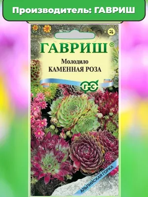 Каменная роза очитки соккуленты молодило почвопокровные: 40 грн. -  Комнатные растения Днепр на Olx