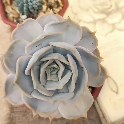 Эхеверия - Echeveria. Уход за каменной розой, описание вида, выращивание