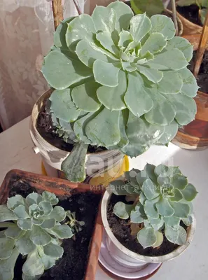 Эхеверия - Echeveria. Уход за каменной розой, описание вида, выращивание