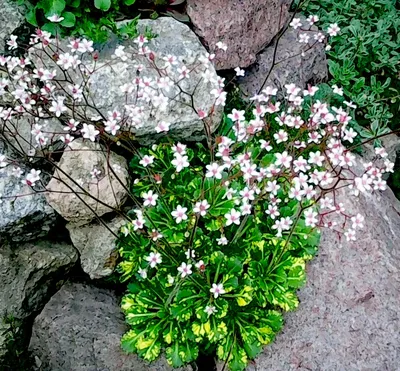 Камнеломка теневая Вариегата (Saxifraga urbium Variegata) купить с  доставкой по Беларуси \"BuonRoza \"