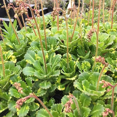 Купить Камнеломка теневая \"Вариегата\" (Saxifraga umbrosa 'Variegata') от  299 руб. в интернет-магазине Архиленд с доставкой почтой по Москве и в  регионы