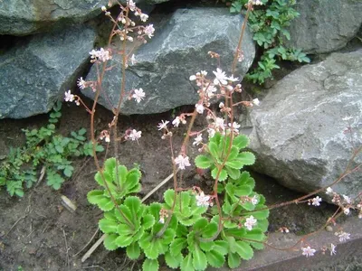 Камнеломка теневая Variegata: купить в Украине - цена от Сад мрії