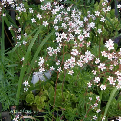 Камнеломка теневая (Saxifraga urbium) - Камнеломка теневая - Камнеломка -  Многолетники - Каталог - LESKOVO-PITOMNIK.ru