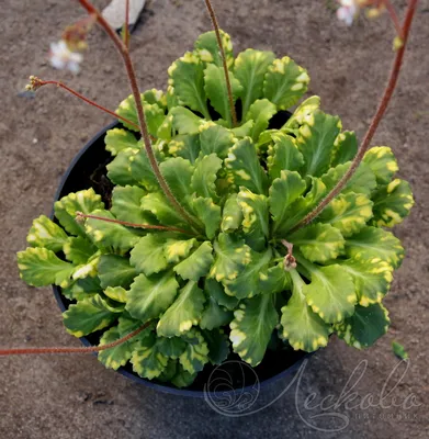 Камнеломка теневая (Saxifraga urbium `Variegata`) - Камнеломка теневая -  Камнеломка - Многолетники - Каталог - LESKOVO-PITOMNIK.ru