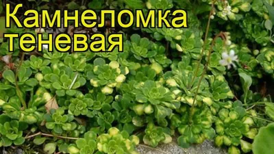 Купить саженцы Камнеломка теневая оптом из питомника в Москве и России,  цена от 500 | Озеленение Горзел — Горзел