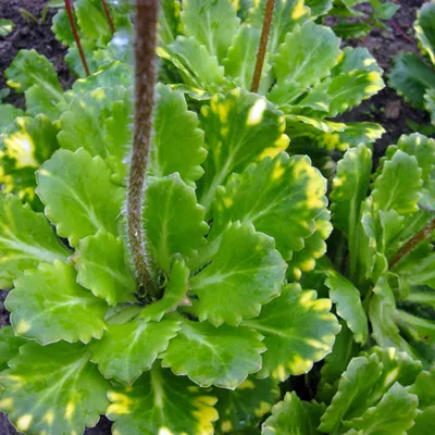 Камнеломка теневая вариегатная (Saxifraga urbium «Variegata») 300 руб,  купить, фото, описание