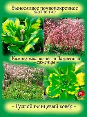 Камнеломка тенистая (теневая) — Ромашка 96