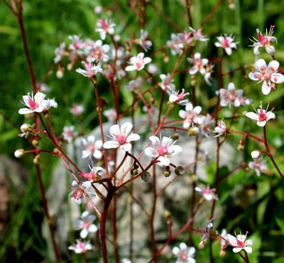 Камнеломка теневая вариегатная (Saxifraga urbium «Variegata») 300 руб,  купить, фото, описание