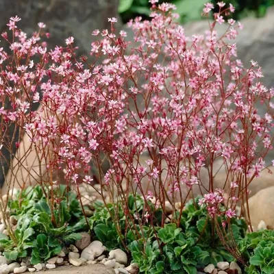 Камнеломка теневая (Saxifraga umbrosa) - Питомник и Садовый центр Русские  Деревья