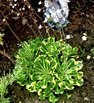 Камнеломка тенистая Вариегатная (Saxifraga umbrosa var.) - купить  многолетники с доставкой по Украине в магазине Добродар